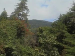 The artificial dense forest of Dega Ocholo