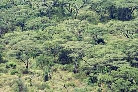 Arba Minch Natural Forest