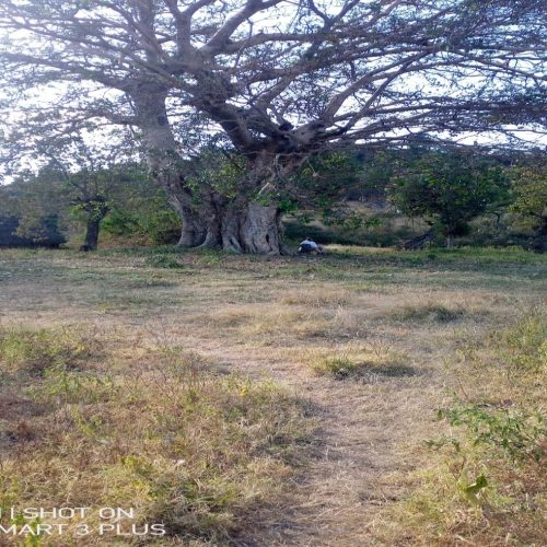 Dhela Dubusha/ Tsoza Dubusha