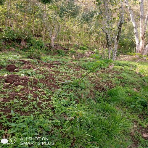 Shoshine/Lashume Dubusha